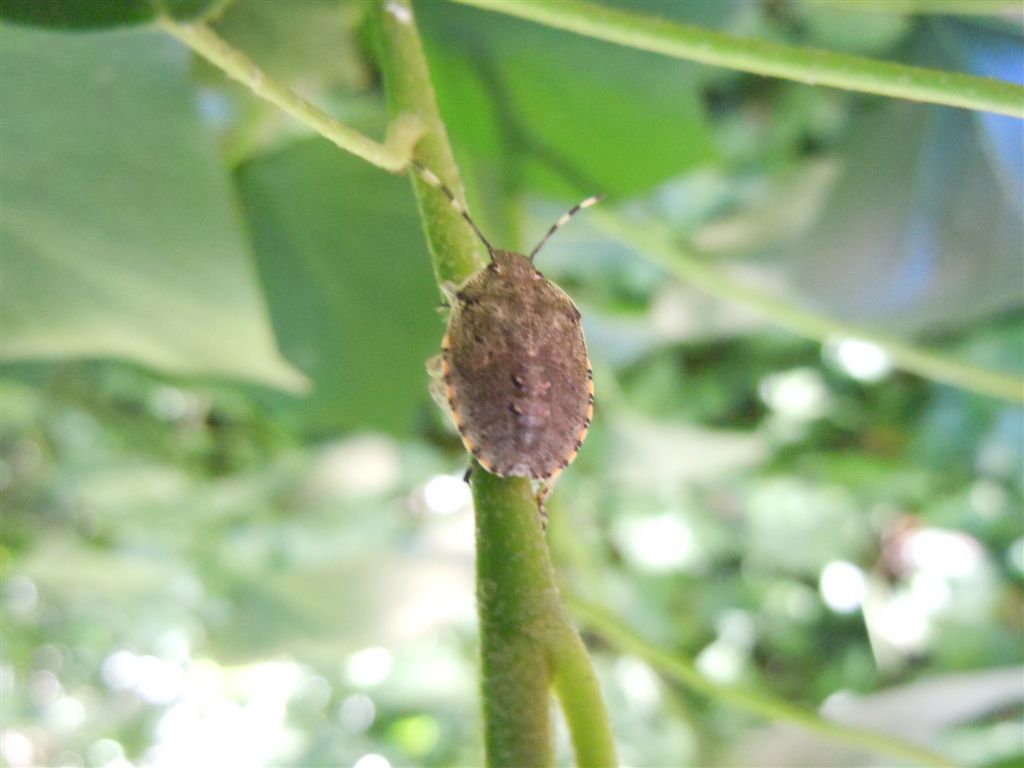 Pentatomidae: giovane Rhaphigaster nebulosa (NA)